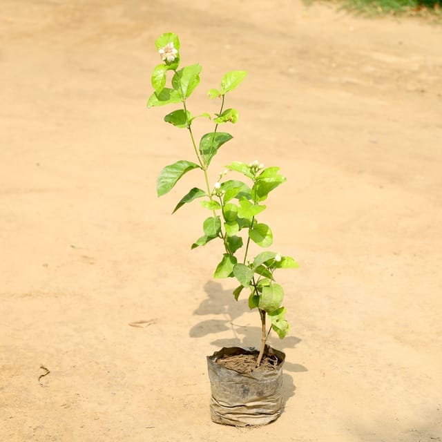 Mogra / Motia Jasmine in 4 Inch Nursery Bag