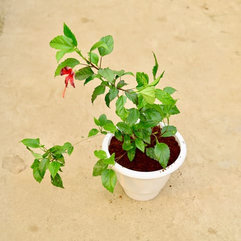 Hibiscus / Gudhal Red in 8 Inch White Classy Plastic Pot