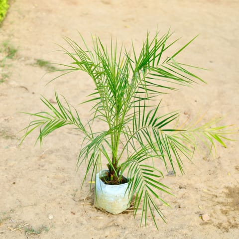 Phoenix Palm in 12 Inch Nursery Bag