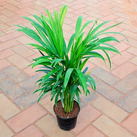 Areca Dwarf (~1 Ft) in 6 Inch Nursery Pot