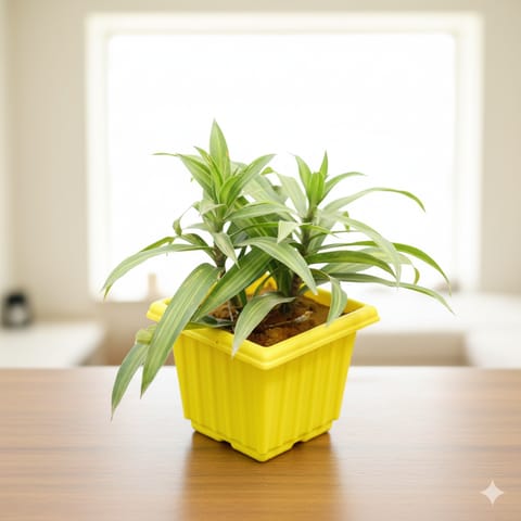 Dracaena Messenger Green in 6 Inch Elegant Yellow Plastic Pot