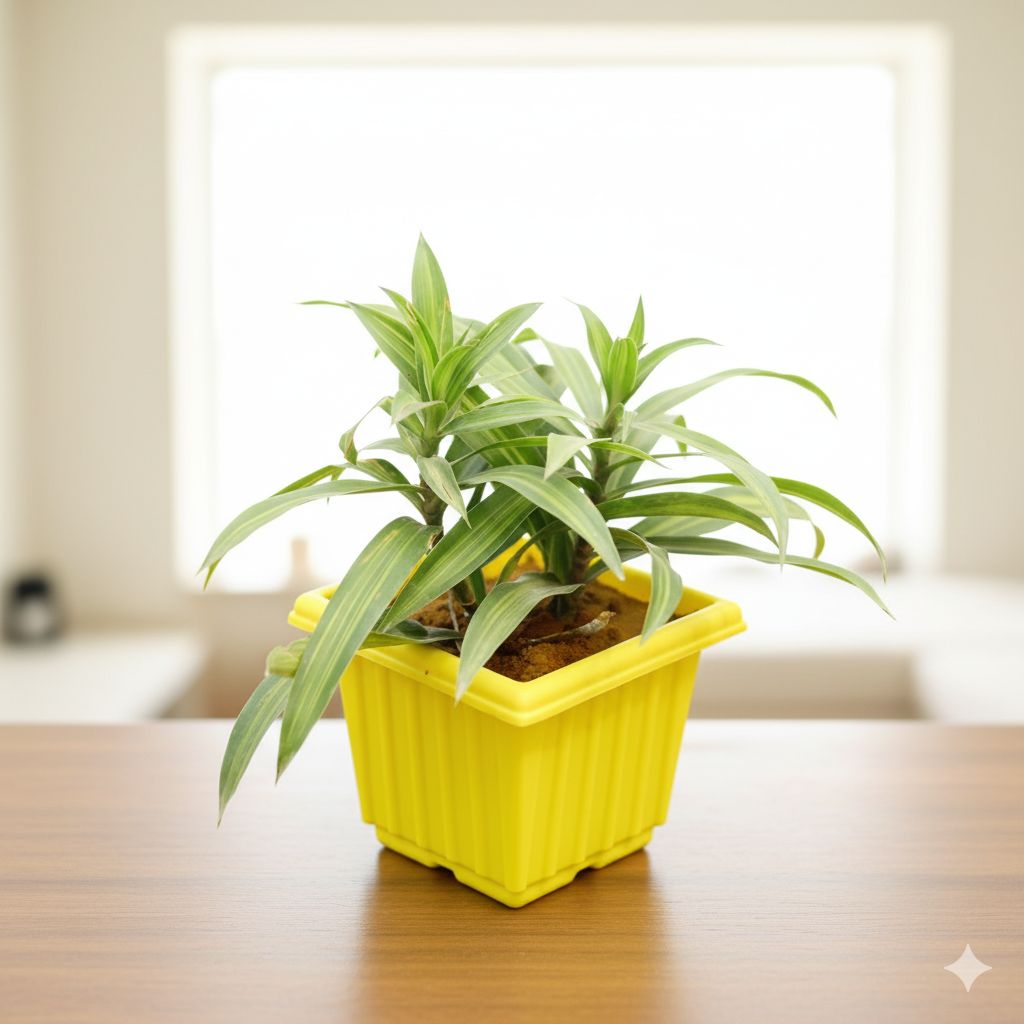 Dracaena Messenger Green in 6 Inch Elegant Yellow Plastic Pot