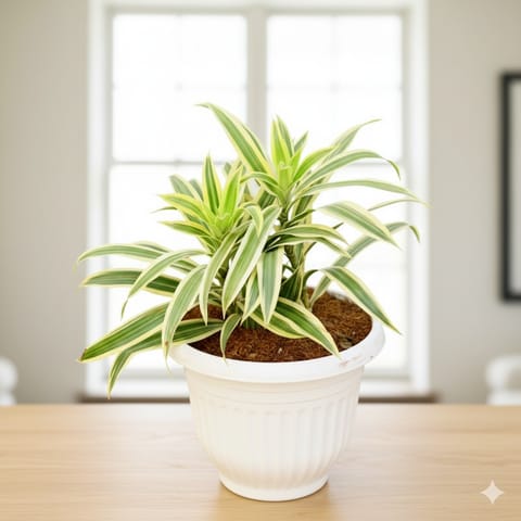 Song of India in 8 Inch White Olive Plastic Pot