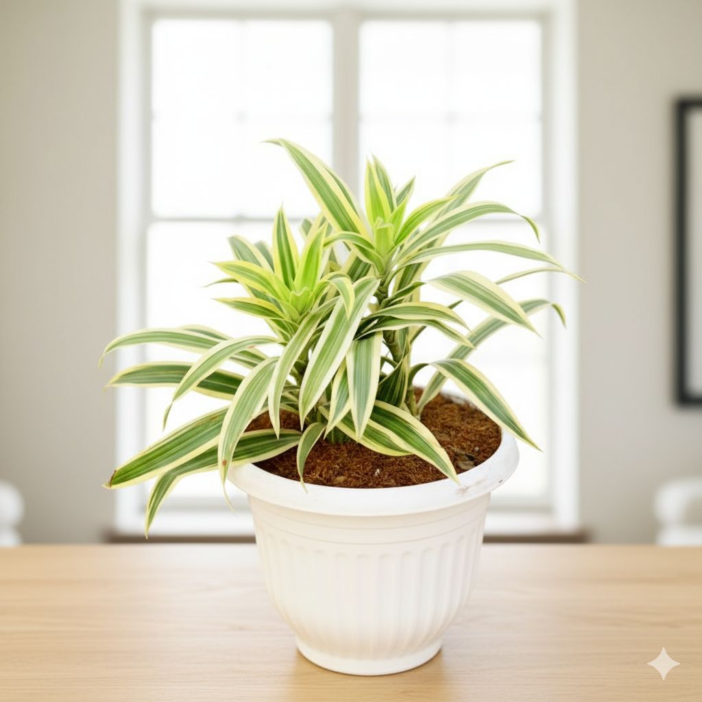 Song of India in 8 Inch White Olive Plastic Pot