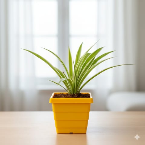 Spider in 4 Inch Yellow Premium Orchid Square Plastic Pot