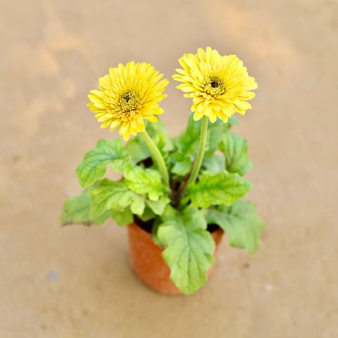 Gerbera (Any Colour) in 6 Inch Nursery Pot