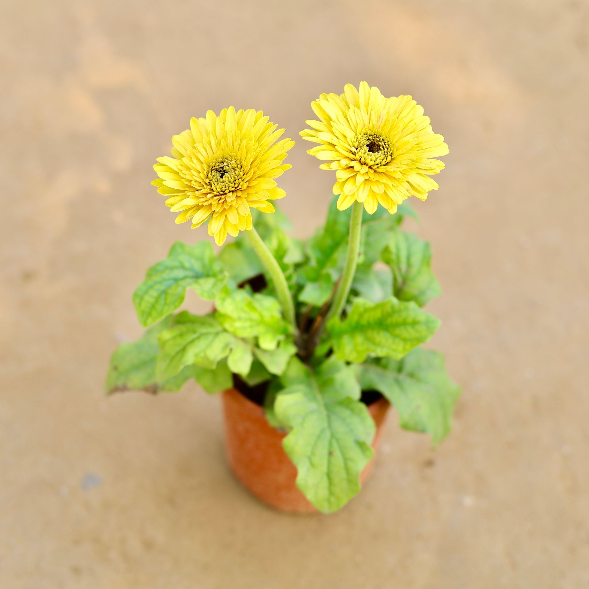 Gerbera (Any Colour) in 6 Inch Nursery Pot