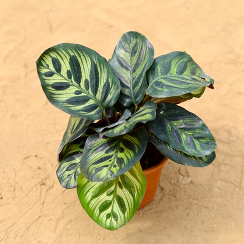 Calathea Peacock in 5 inch Nursery Pot