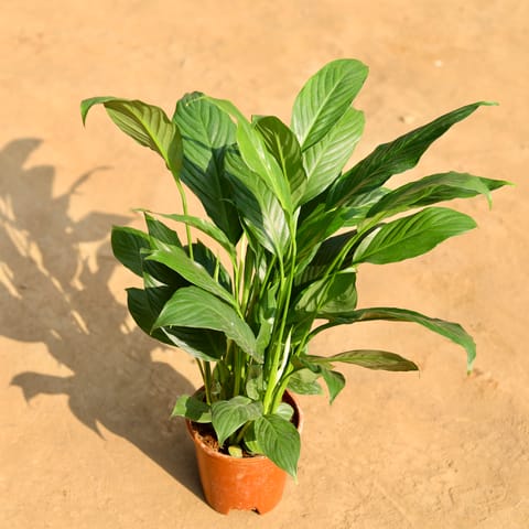 Peace lily White in 6 Inch Nursery Pot