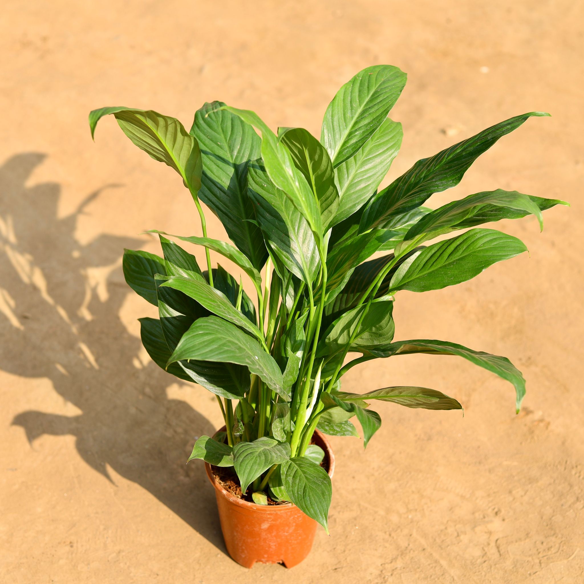 Peace lily White in 6 Inch Nursery Pot
