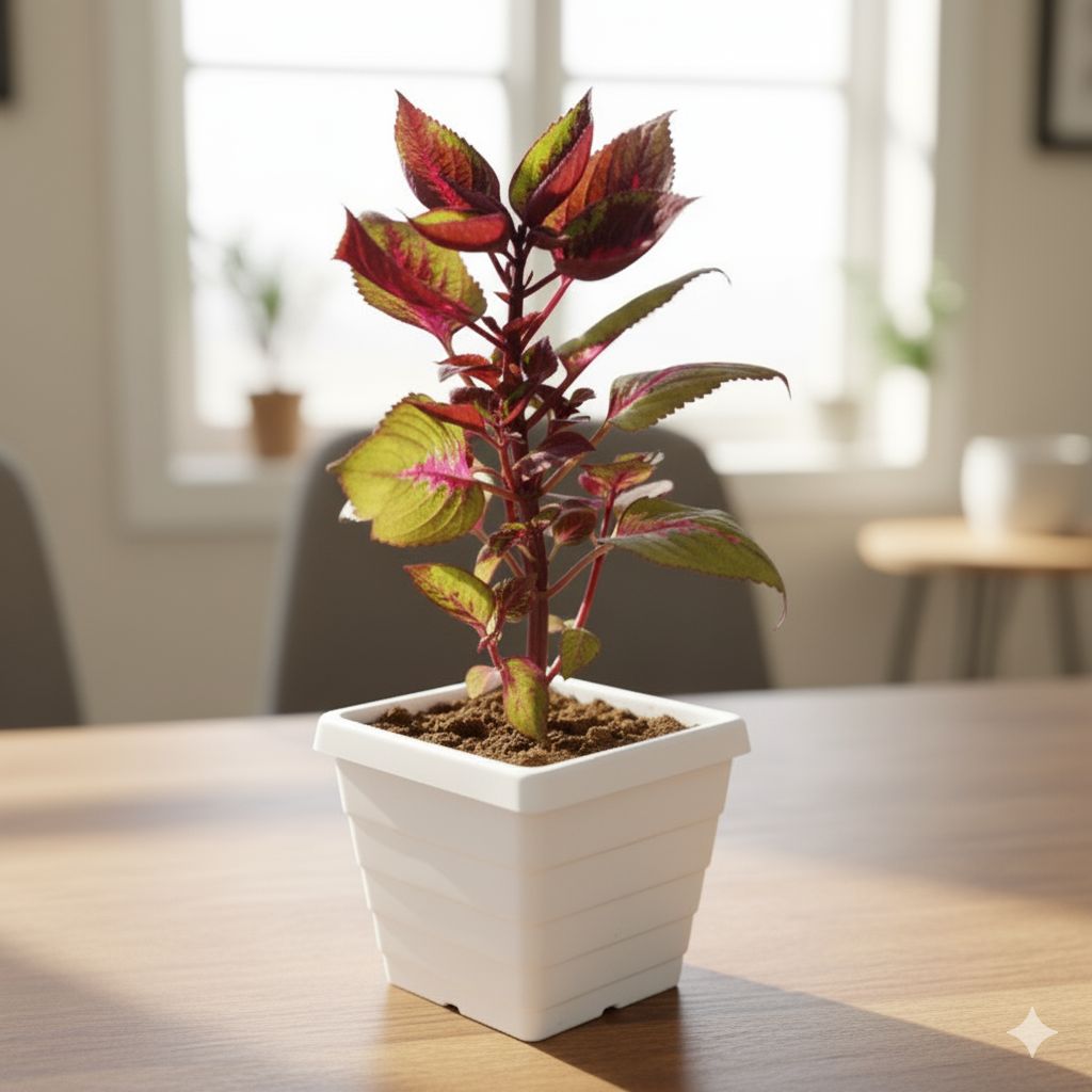 Coleus (any colour) in 4 Inch White Marble Premium Orchid Square Plastic Pot