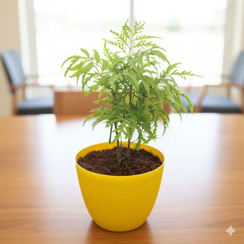Aralia Neem in 6 Inch Yellow Premium Orchid Round Plastic Pot