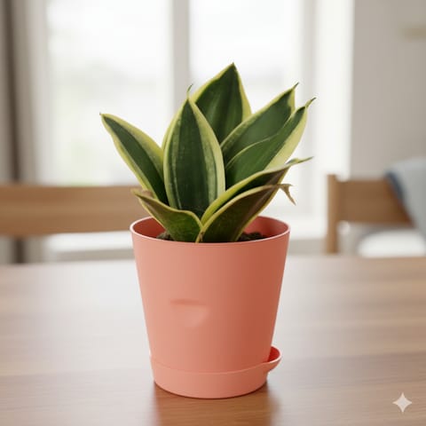 Snake Dwarf in 4 Inch Pink Florence Self Watering Pot