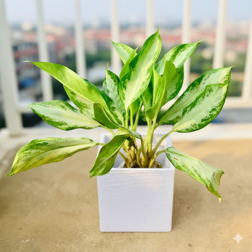 Aglaonema Emerald Bay in 8 X 8 Inch White Premium Kyvos Fiberglass Planter- Durable large size decorative fiber pot for indoor outdoor plants with 5 year warranty