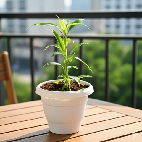 Lucky Bamboo in 8 Inch White Classy Plastic Pot