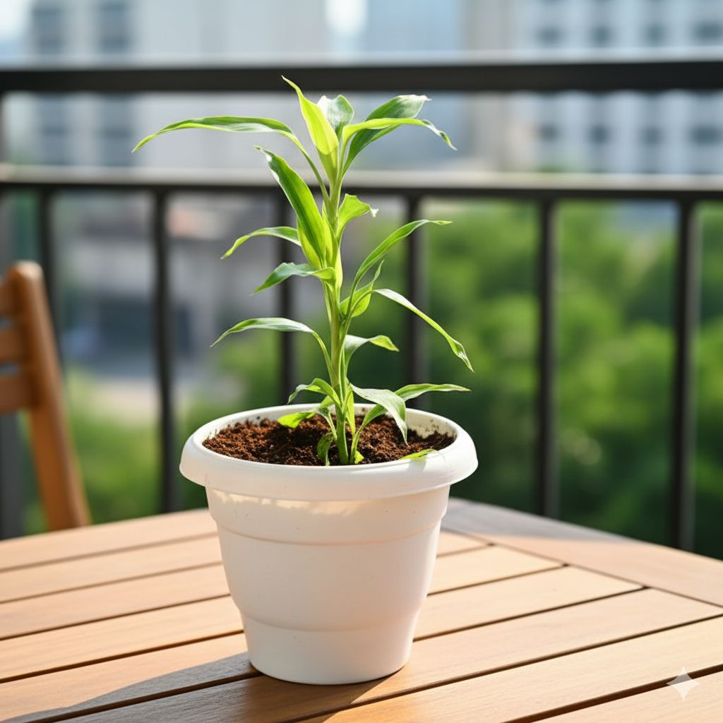 Lucky Bamboo in 8 Inch White Classy Plastic Pot