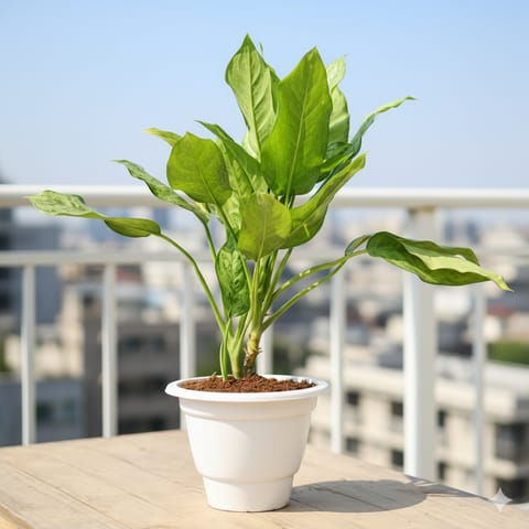 Air Purifying - Aglaonema Maria Christina in 10 Inch Classy White Plastic Pot