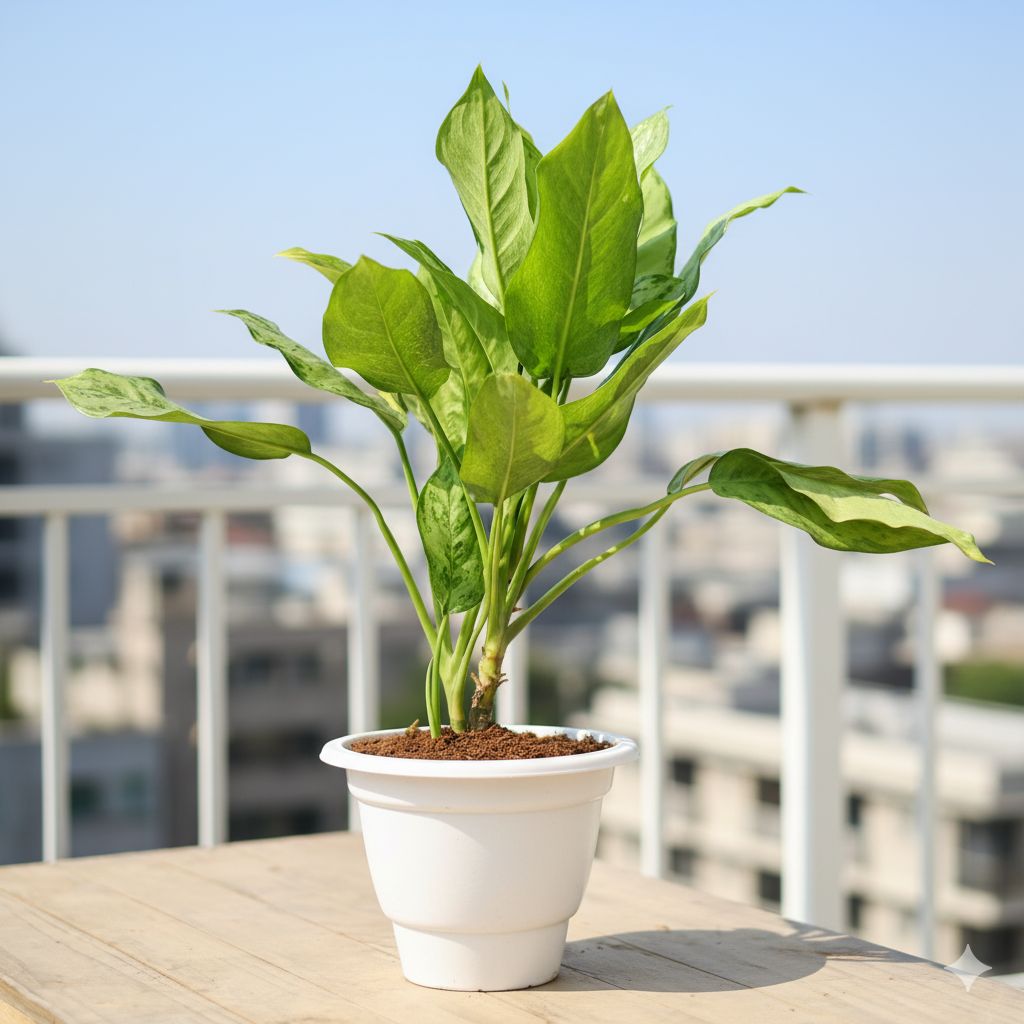Air Purifying - Aglaonema Maria Christina in 10 Inch Classy White Plastic Pot