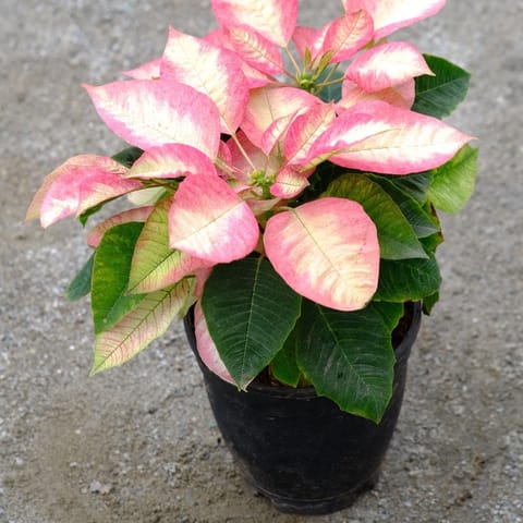 Poinsettia / Christmas Flower Crimson Pink in 6 Inch Nursery Pot