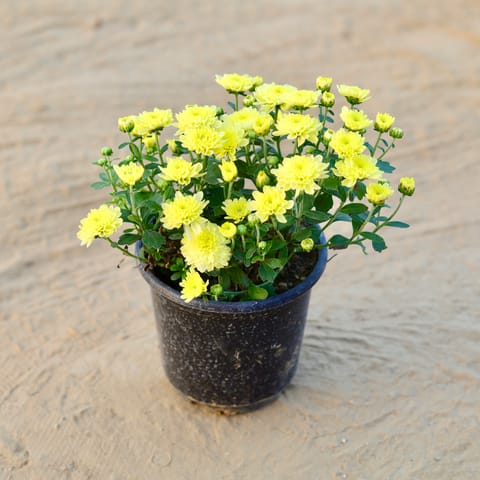 Blooming Chrysanthemum / Guldawari (any colour) in 6 Inch Nursery Pot