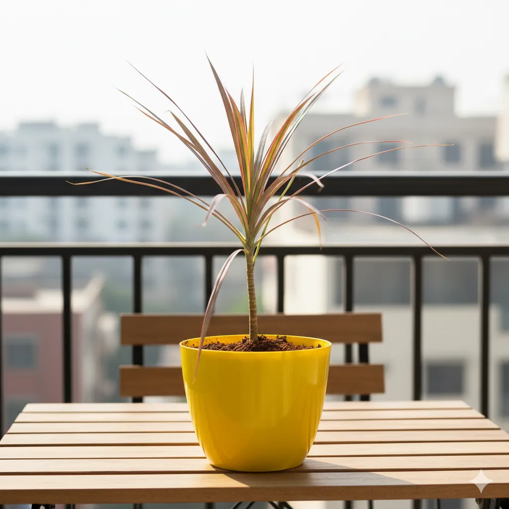 Dracaena Colorama / Marginata in 6 Inch Yellow Premium Orchid Round Plastic Pot
