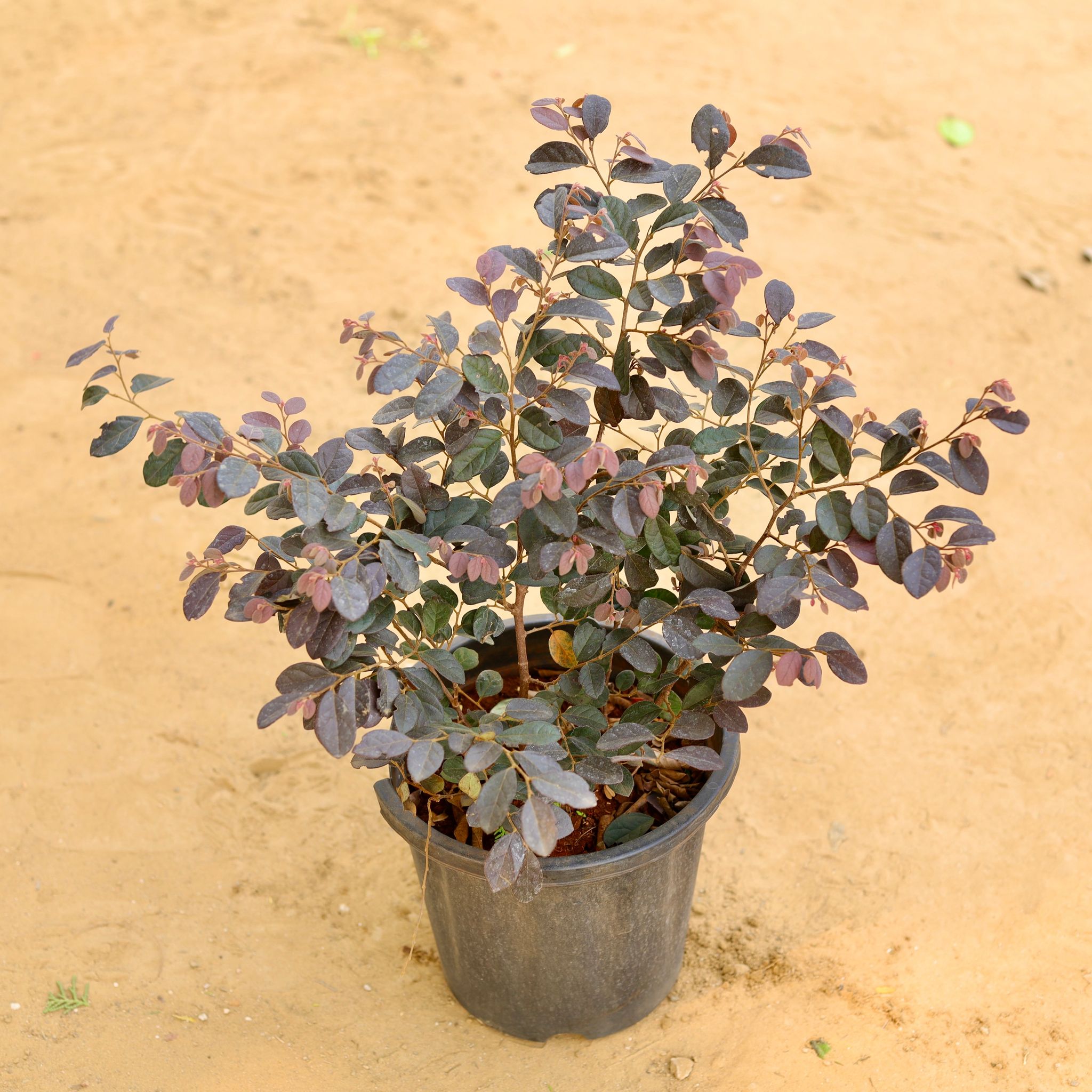Loropetlum in 8 Inch Nursery Pot