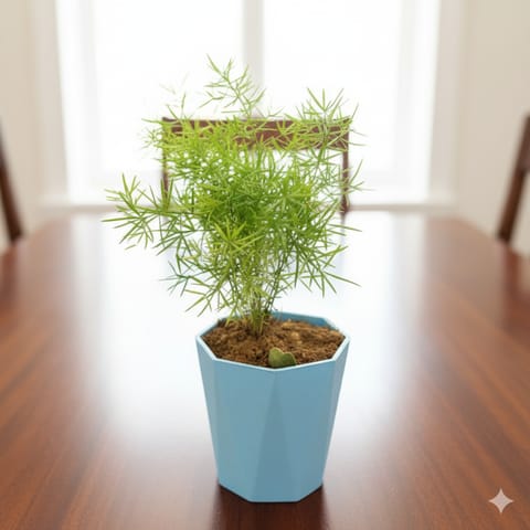 Aspara Grass? in 4 Inch Blue Premium Diamanti Plastic Pot