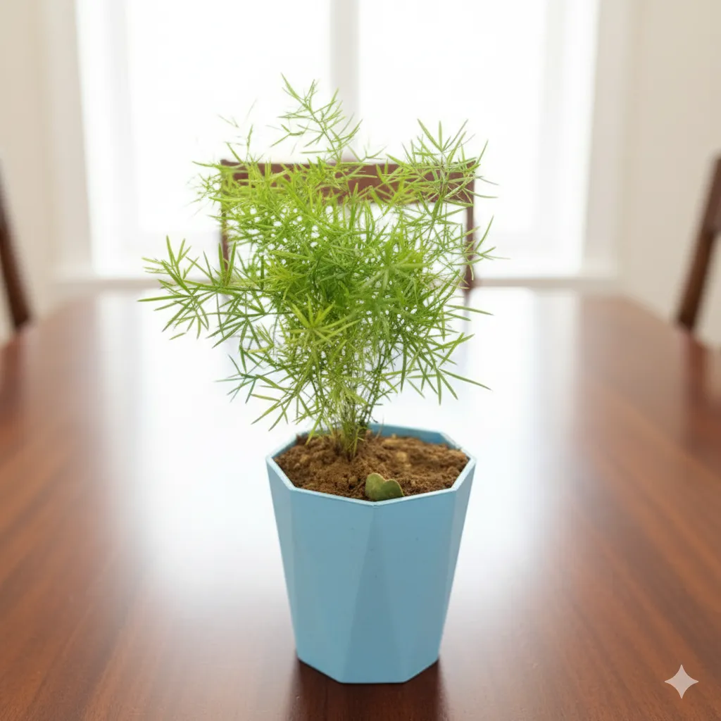 Aspara Grass? in 4 Inch Yellow Premium Diamanti Plastic Pot