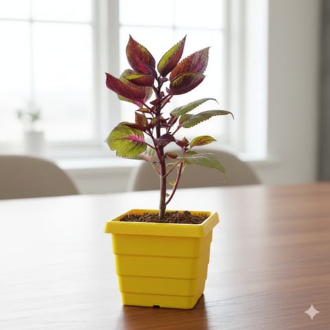Coleus Red (any design) in 4 Inch Yellow Premium Orchid Square Plastic Pot