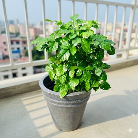 Air Purifying - Radermachera / China Doll in 12 X 12 Inch Grey Premium Konus Fiberglass Planter- Durable large size decorative fiber pot for indoor outdoor plants with 5 year warranty