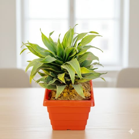 Dracaena Compacta in 4 Inch Red Premium Orchid Square Plastic Pot