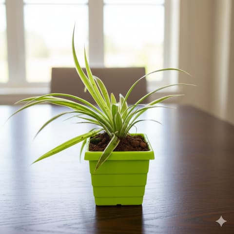 Spider in 4 Inch Green Premium Orchid Square Plastic Pot