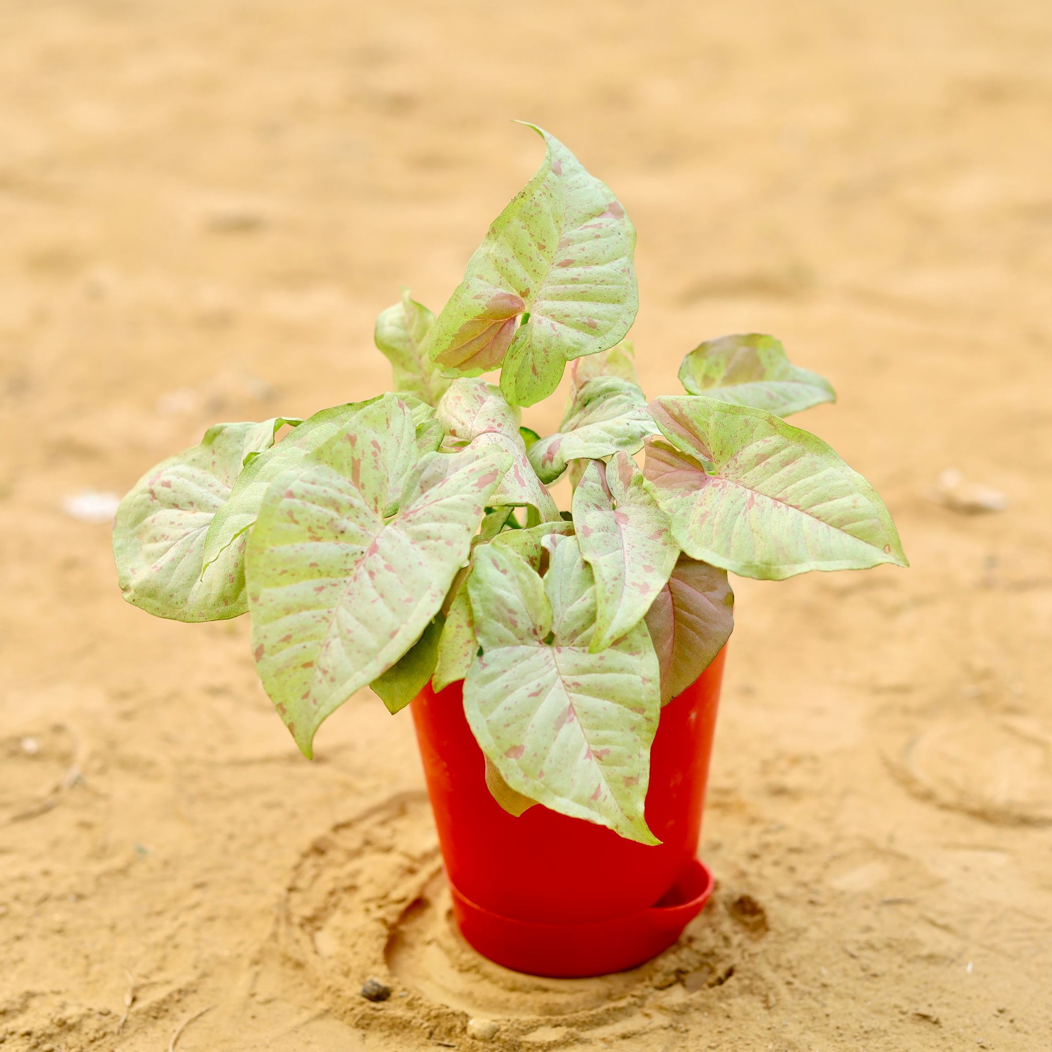 Rare Syngonium Pink Spot / Candyfloss in 4 Inch Red Florence Self Watering Pot