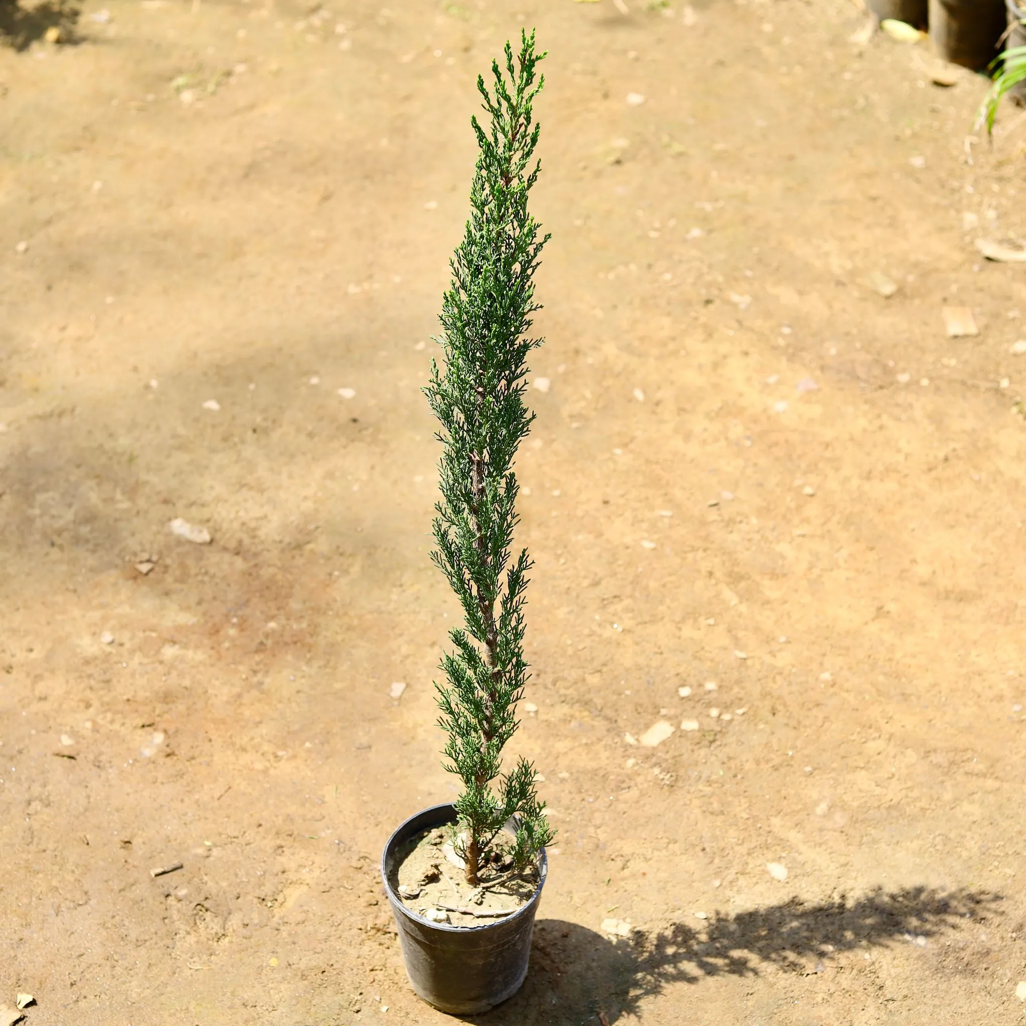 Pencil Pine in 6 inch Nursery pot