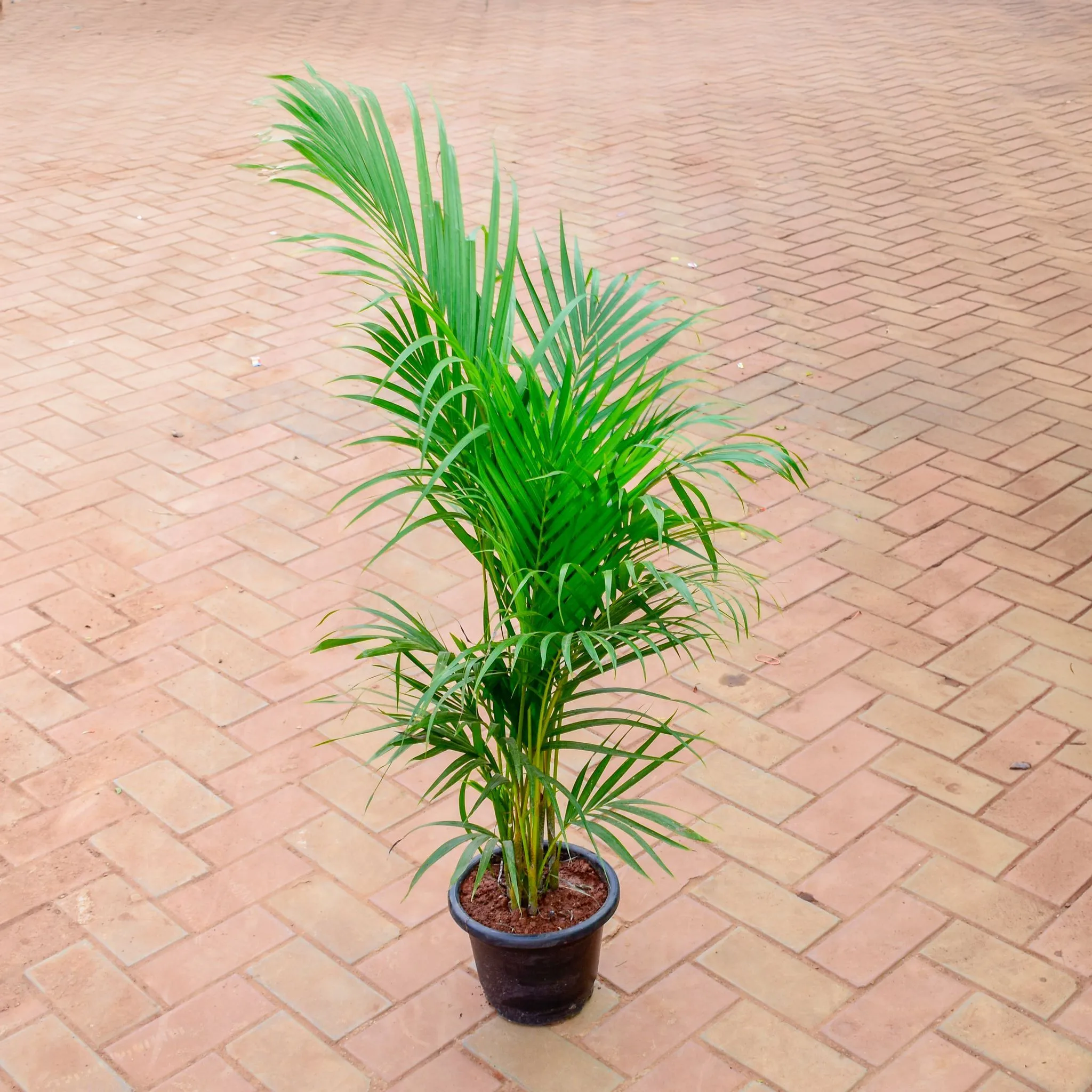 Areca Palm (~ 2.5 Ft) in 8 Inch Nursery Pot