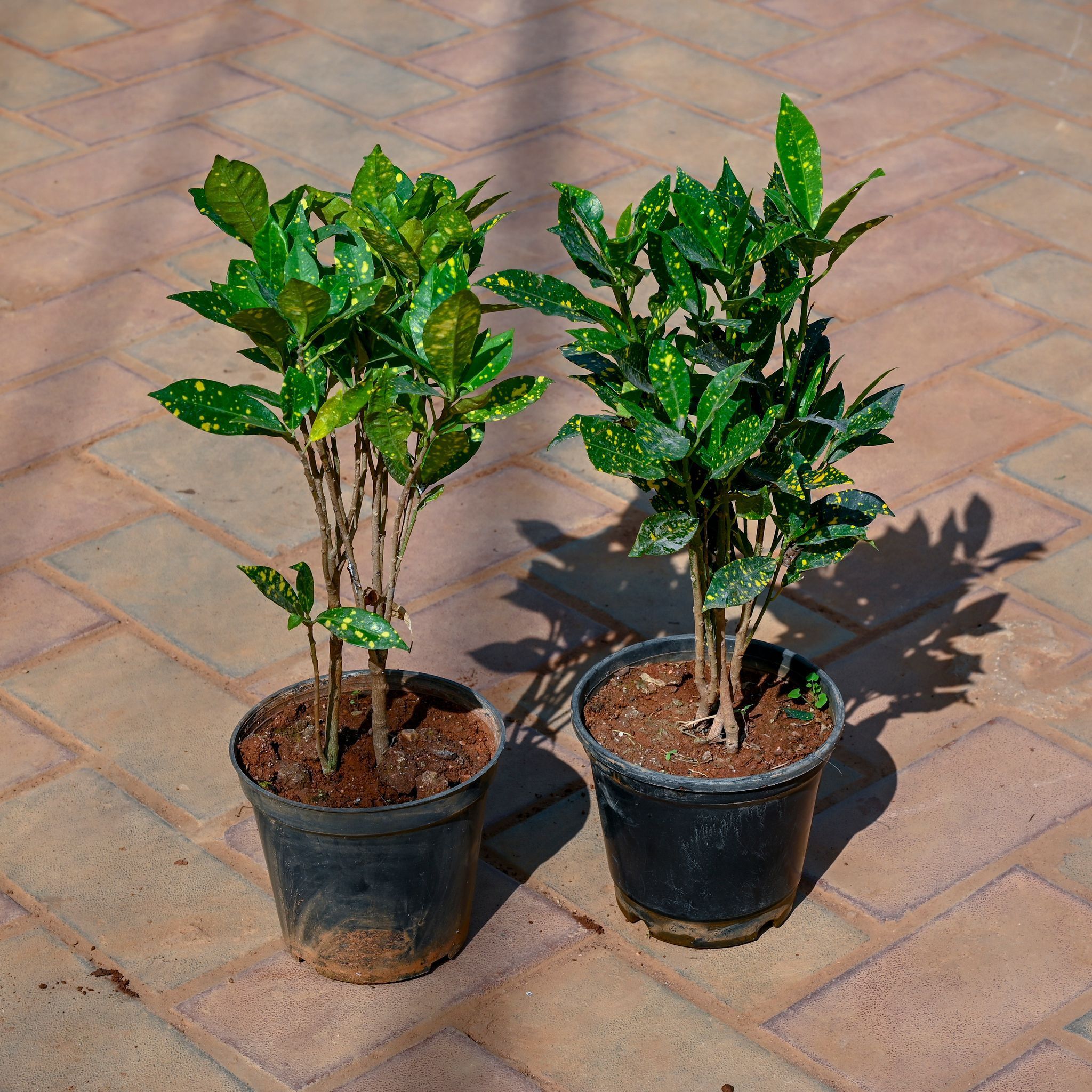 Baby Croton in 5 Inch Nursery Pot