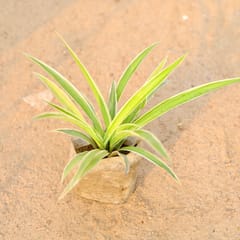 Free Gift - Spider Plant in 4 Inch Nursery Bag - Flash Sale