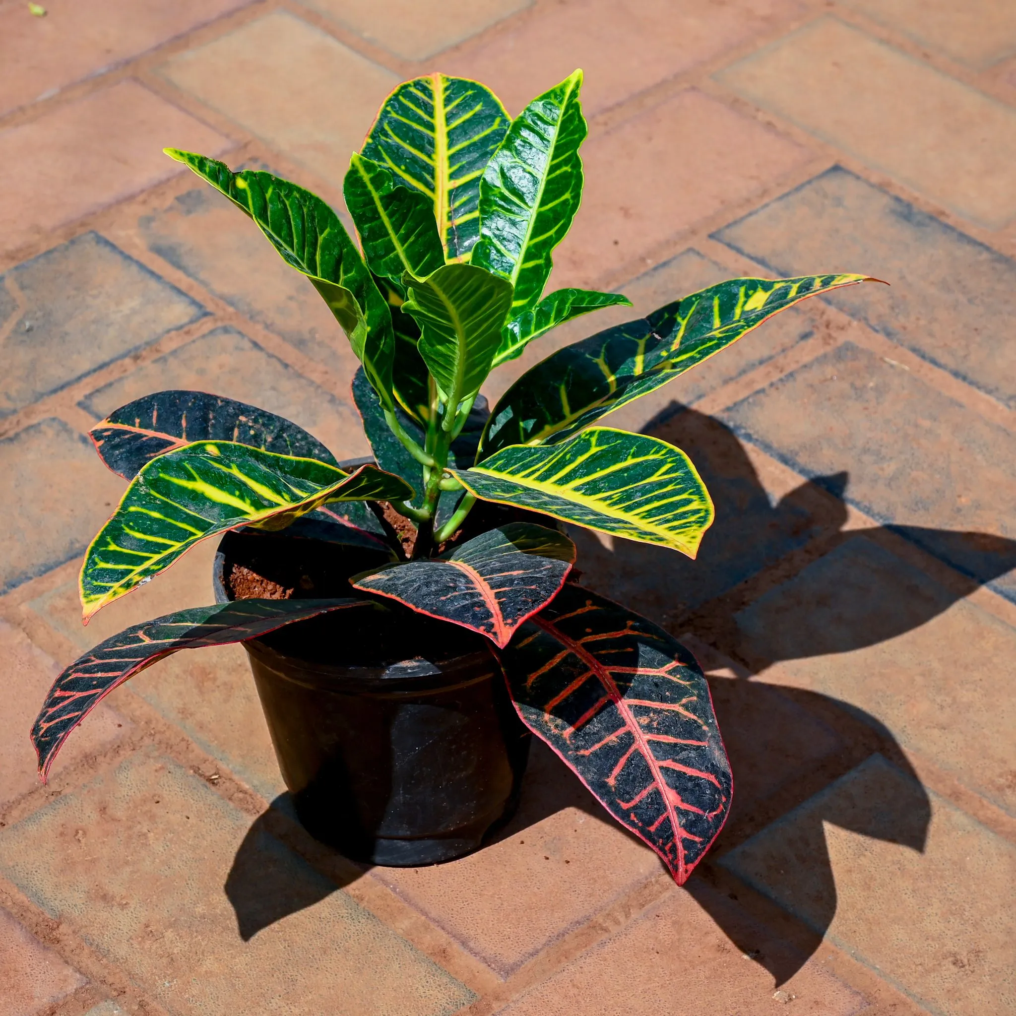 Croton Petra in 6 Inch Nursery Pot