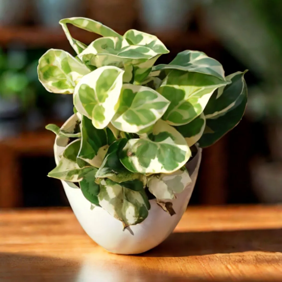 Gift Ready - Money Plant N'joy in 4 Inch White Premium Orchid Round Plastic Pot With a Chic Bag