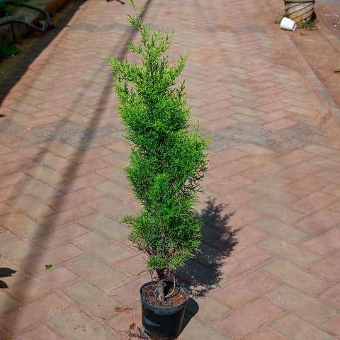 Golden Cypress in 5 Inch Nursery Pot