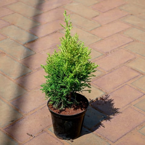 Golden Cypress in 6 Inch Nursery Pot