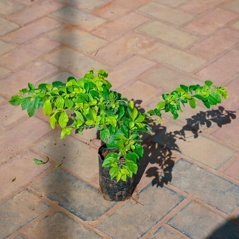 Golden Duranta in 4 Inch Nursery Bag