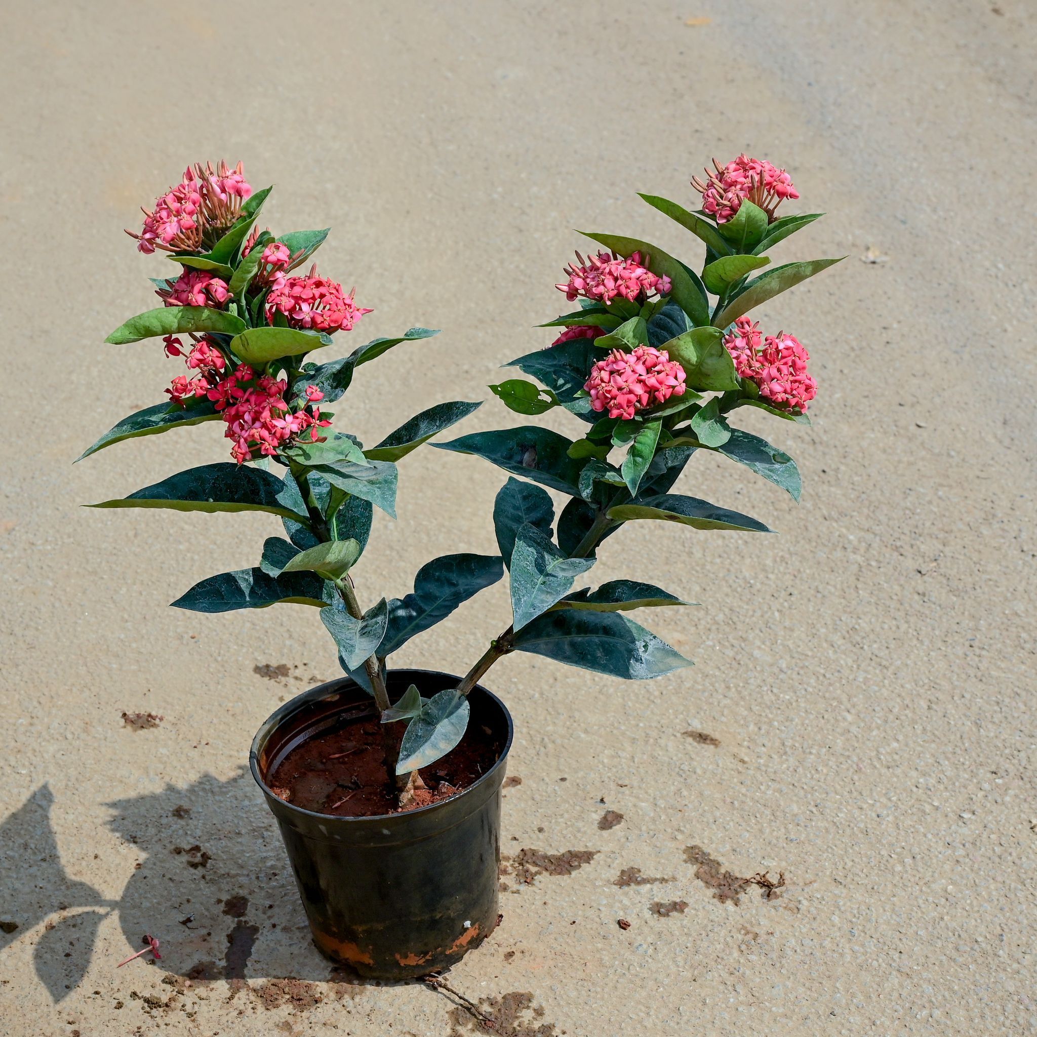 Ixora Pink in 5 Inch Nursery Pot