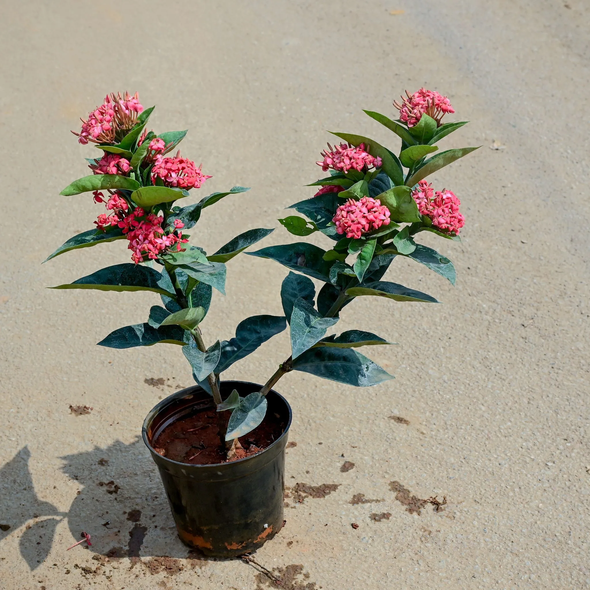 Ixora Pink in 5 Inch Nursery Pot
