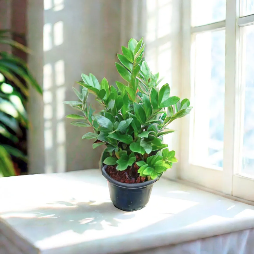 Large Green ZZ (~ 1.5 Ft) in 8 Inch Nursery Pot