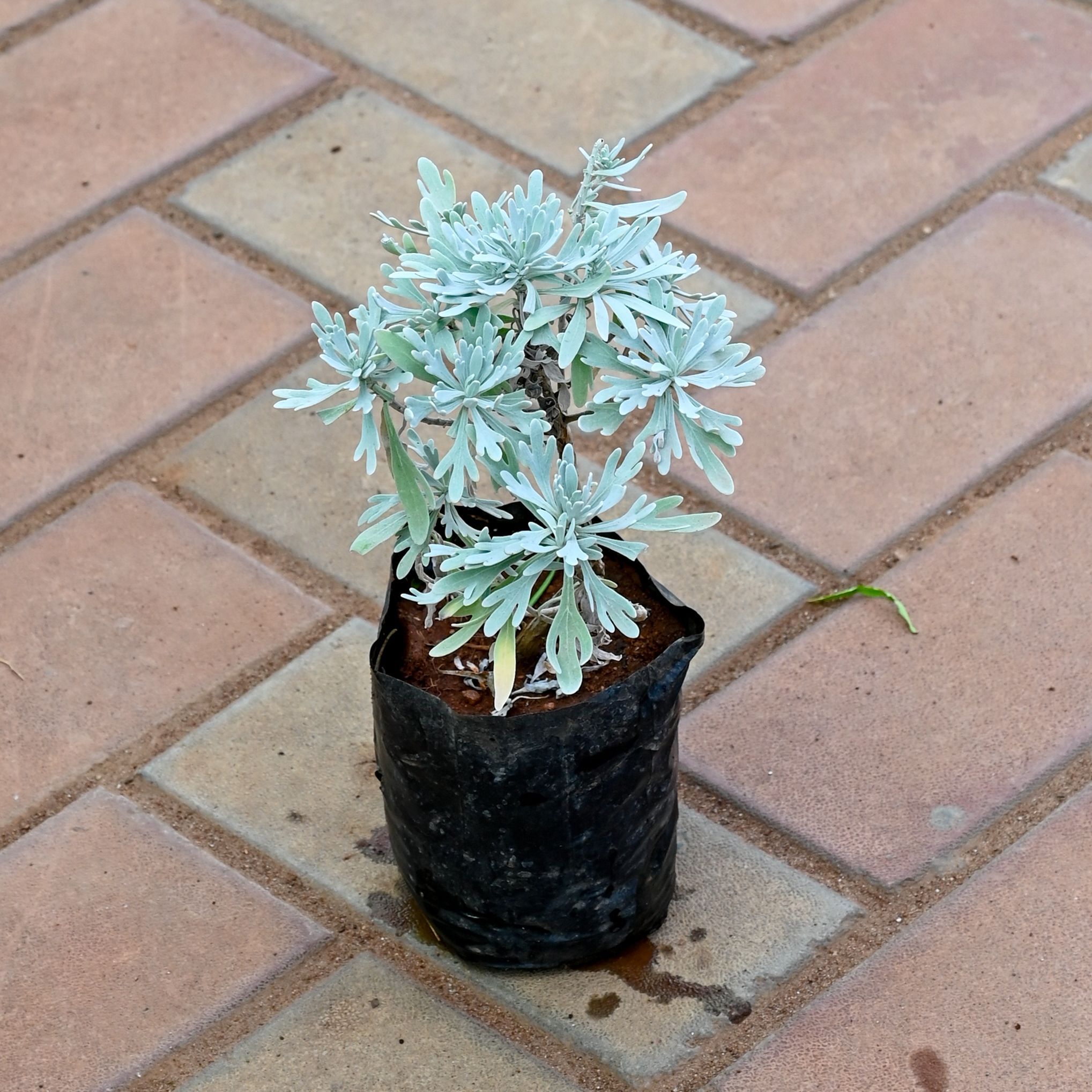 Lavender in 4 Inch Nursery Bag