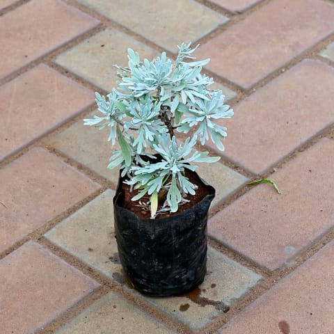 Lavender in 4 Inch Nursery Bag