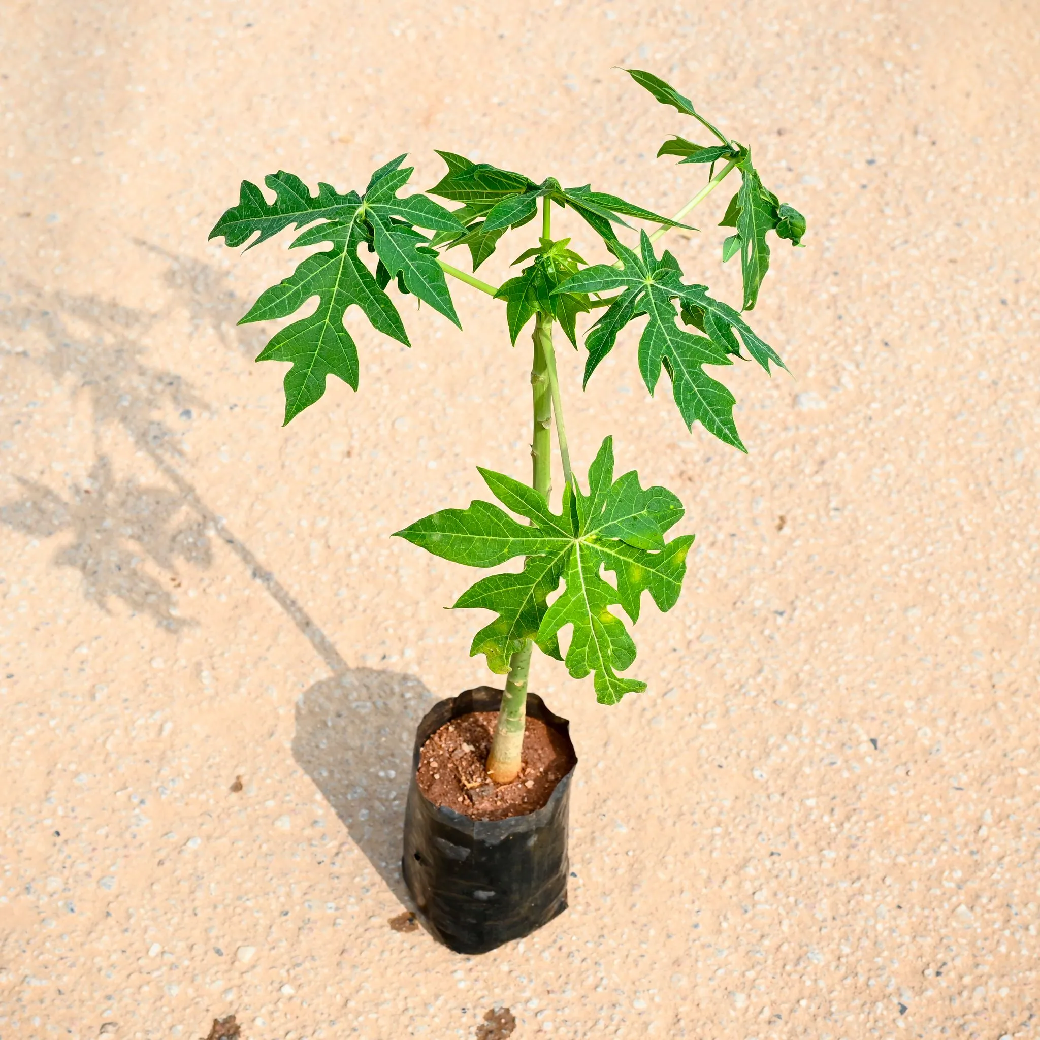 Papaya Plant in 4 Inch Nursery Bag