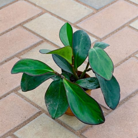 Peperomia / Radiator Plant Black in 4 Inch Nursery Pot