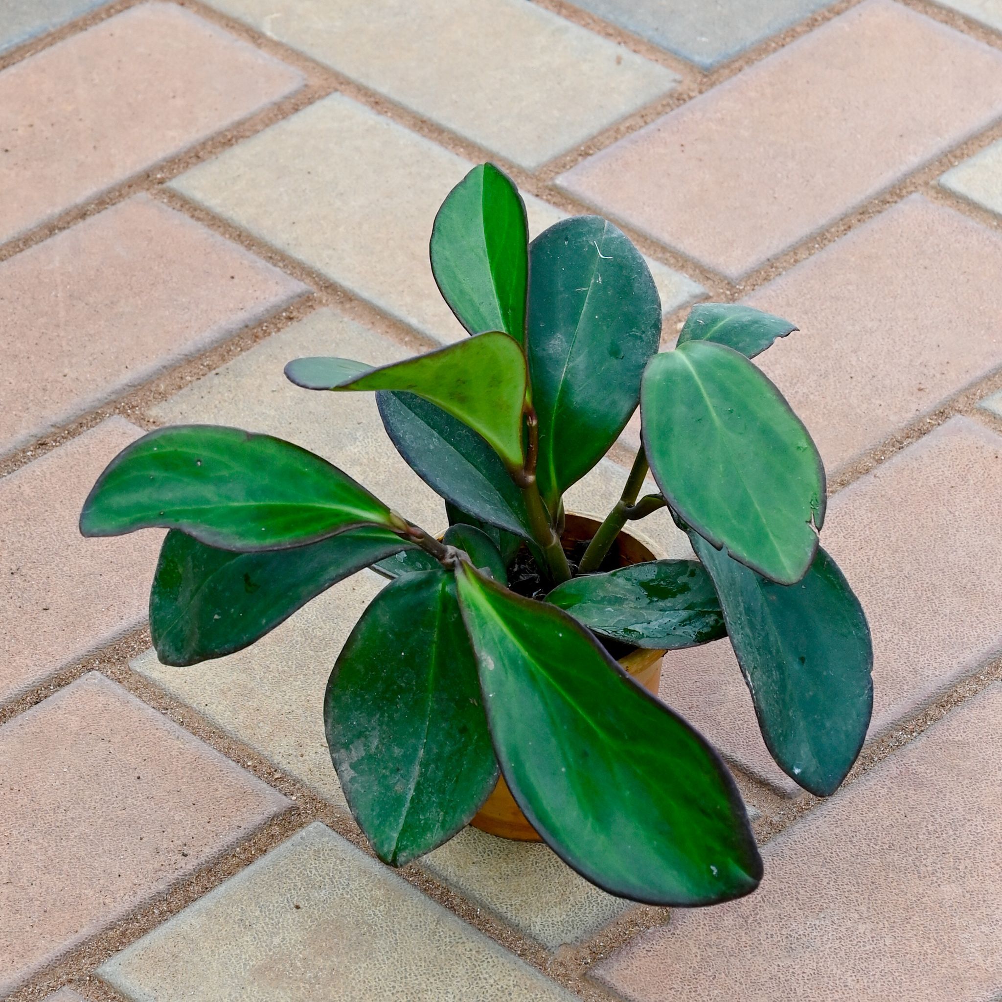 Peperomia / Radiator Plant Black in 4 Inch Nursery Pot